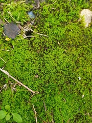 Pseudocrossidium hornschuchianum