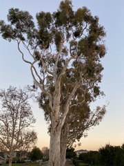 Eucalyptus cladocalyx