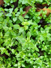 Stellaria media