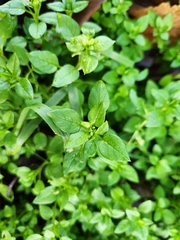 Stellaria media