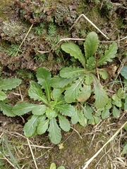 Mazus fauriei