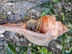 Clibanarius infraspinatus