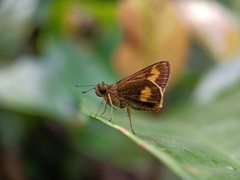 Oriens paragola