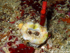 Bryopa aperta