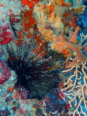 Centrostephanus longispinus