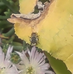 Megachilini