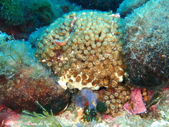 Cladocora caespitosa