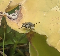 Megachilini