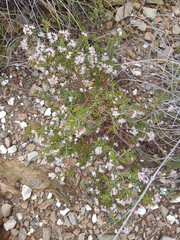 Agathosma foetidissima