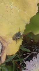 Megachilini