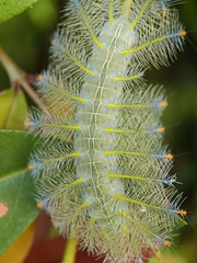 Lexias