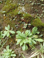 Mazus fauriei