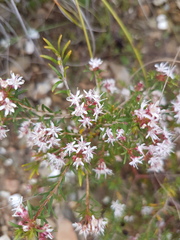 Agathosma foetidissima