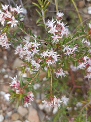 Agathosma foetidissima