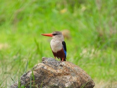 Halcyon leucocephala