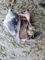 Cymbiola nobilis