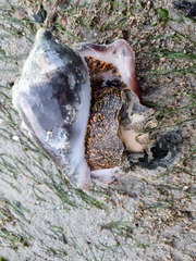 Cymbiola nobilis