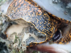 Cymbiola nobilis