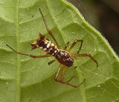 Micrathena fissispina