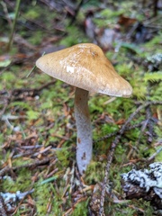 Cortinarius seidliae