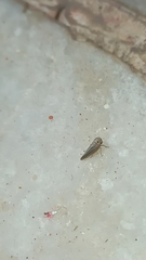 Austroagallia bifurcata