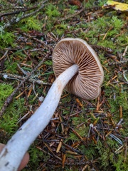 Cortinarius seidliae