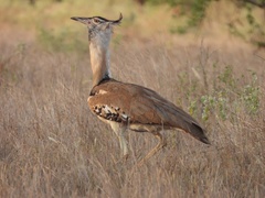 Ardeotis kori struthiunculus