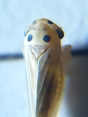 Austroagallia bifurcata