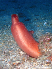 Halocynthia papillosa