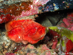 Halocynthia papillosa