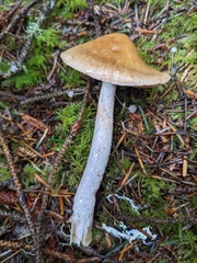 Cortinarius seidliae