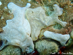 Lissoclinum perforatum