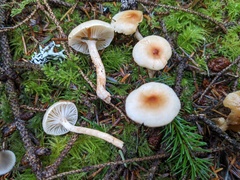 Hygrophorus discoideus