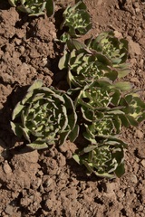 Alstroemeria umbellata