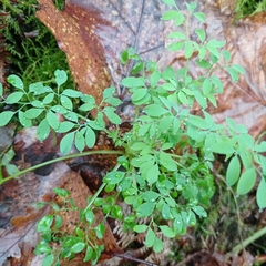 Ceratocapnos claviculata