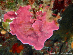 Lithophyllum stictaeforme