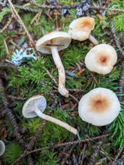 Hygrophorus discoideus