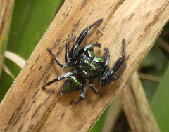 Parnaenus
