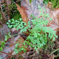 Ceratocapnos claviculata