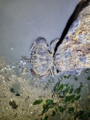 Myomenippe hardwickii