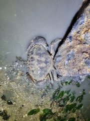 Myomenippe hardwickii