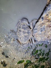 Myomenippe hardwickii