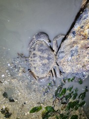 Myomenippe hardwickii