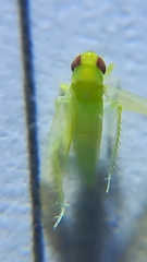 Cicadellidae