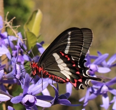 Parides bunichus