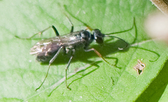 Auplopus mellipes