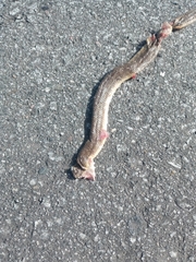 Paraphimophis rusticus