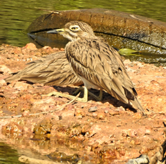 Burhinus senegalensis