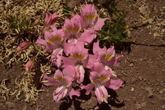 Alstroemeria pallida