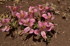 Alstroemeria pallida